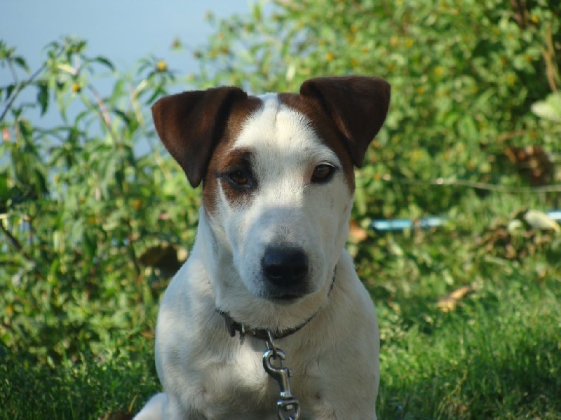 des Masques Joyeux - Jack Russell Terrier - Portée née le 20/12/2009