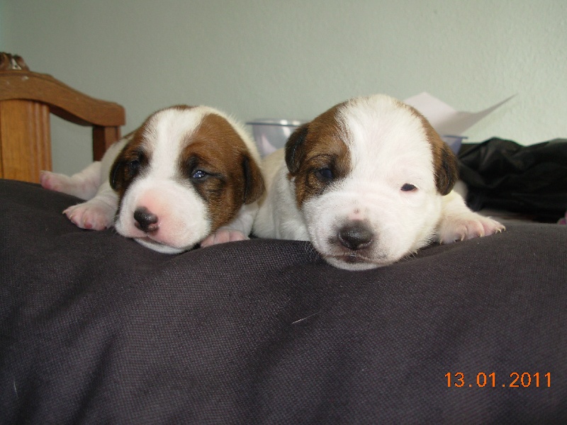 des Masques Joyeux - Jack Russell Terrier - Portée née le 30/12/2010
