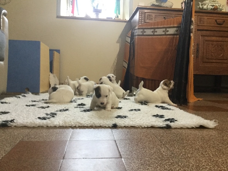 des Masques Joyeux - Jack Russell Terrier - Portée née le 02/01/2017