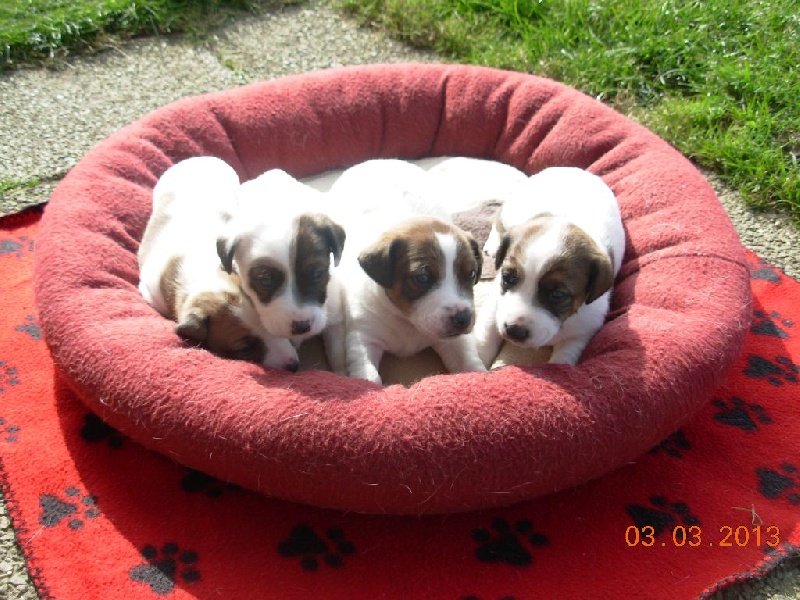 des Masques Joyeux - Jack Russell Terrier - Portée née le 07/02/2013