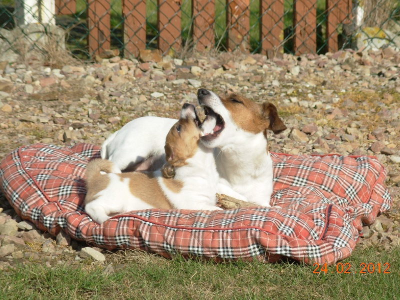des Masques Joyeux - Jack Russell Terrier - Portée née le 09/01/2012