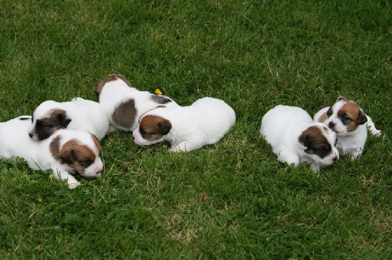 des Masques Joyeux - Jack Russell Terrier - Portée née le 03/05/2015